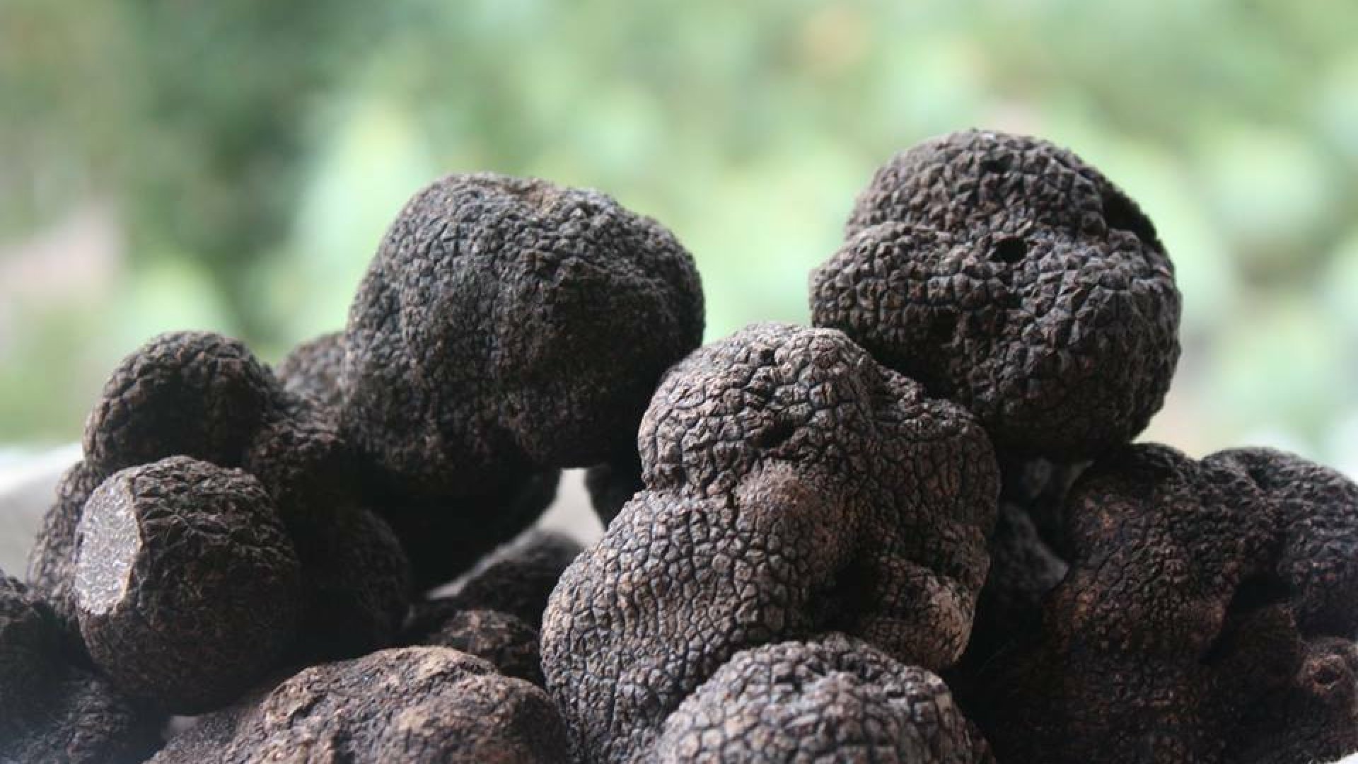 truffe noire